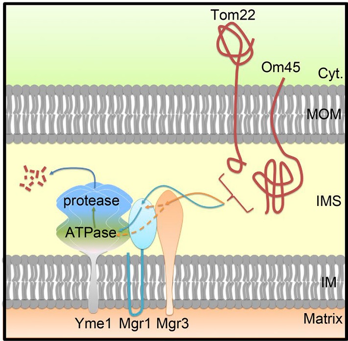 Dr Hui Jiangs lab identified a new pathway mediating mitochondrial Biology Diagrams